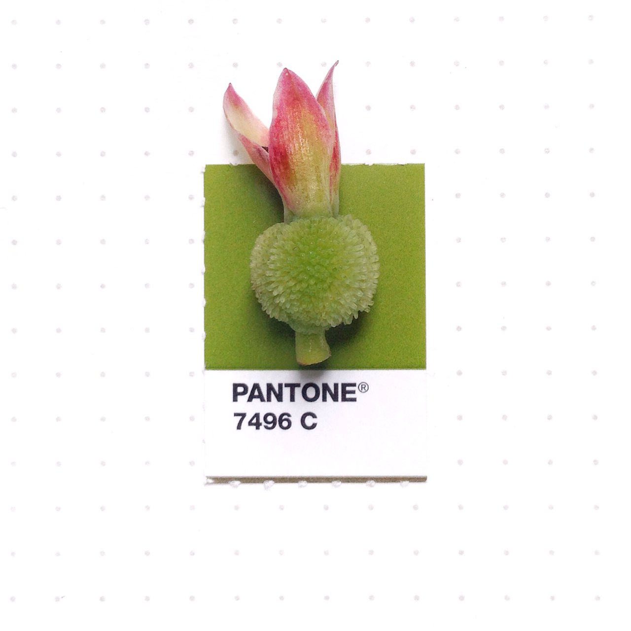 bridging-life-and-design-in-15-pantone-color-matches-10